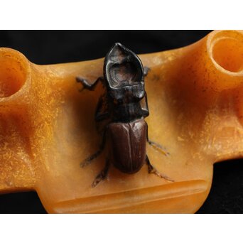 Almeric Walter ワルターガラス 鍬形文インクトレイ　Y058 