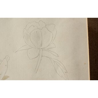 土田麦僊 素描画 額装一対　Z640 