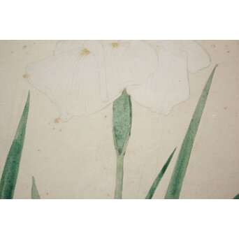 土田麦僊 素描画 額装一対　Z640 