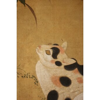 平時式 南蘋派か 猫と牡丹 絹本掛軸　Z657 