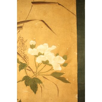 平時式 南蘋派か 猫と牡丹 絹本掛軸　Z657 