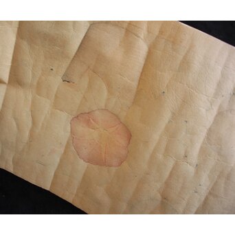 犬塚苔翠(たいすい) 「朝顔」酒井川口合版　Z661 