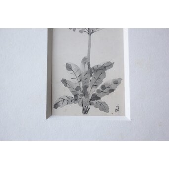 堀文子 墨絵『野花』 Z790 