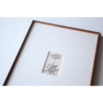 堀文子 墨絵『野花』 Z790 