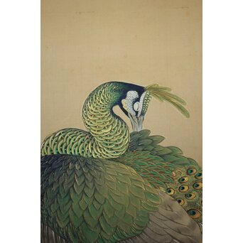 華堂筆 孔雀之図 大幅 絹本軸装 共箱　Z802 