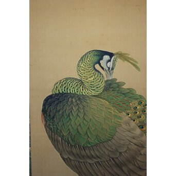 華堂筆 孔雀之図 大幅 絹本軸装 共箱　Z802 