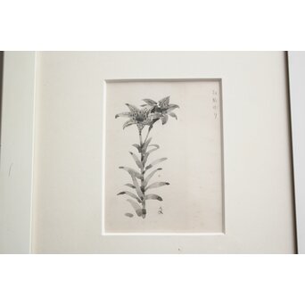 堀文子 墨絵『ひめゆり』 Z818 