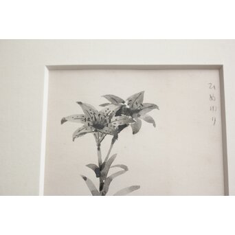 堀文子 墨絵『ひめゆり』 Z818 