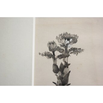 堀文子 墨絵『福寿草』 Z819 