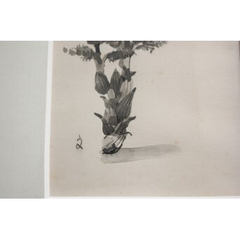 堀文子 墨絵『福寿草』 Z819 