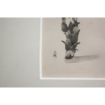 堀文子 墨絵『福寿草』 Z819 