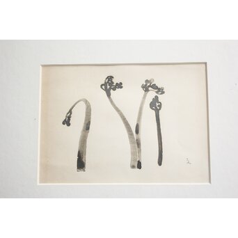 堀文子 墨絵『蕨』 Z822 