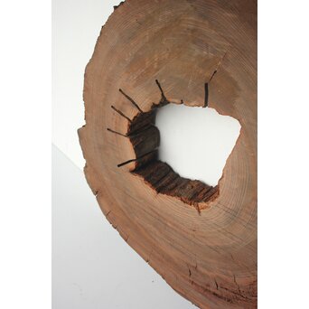 埋もれ木の天板　X639 