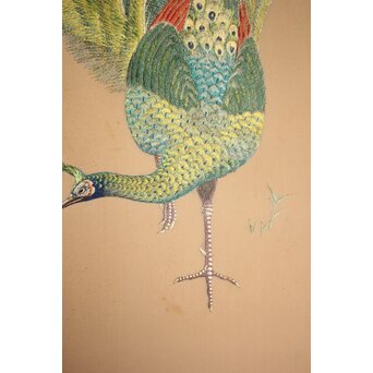 高島屋画室か 今尾景年下絵 孔雀図 刺繍絵画　Z846 