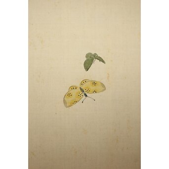 渡辺清 群蝶図 紙本掛軸　Z935 