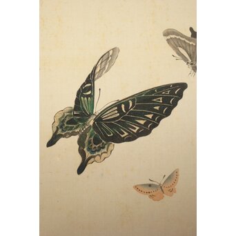 渡辺清 群蝶図 紙本掛軸　Z935 