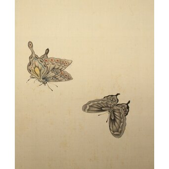 渡辺清 群蝶図 紙本掛軸　Z935 